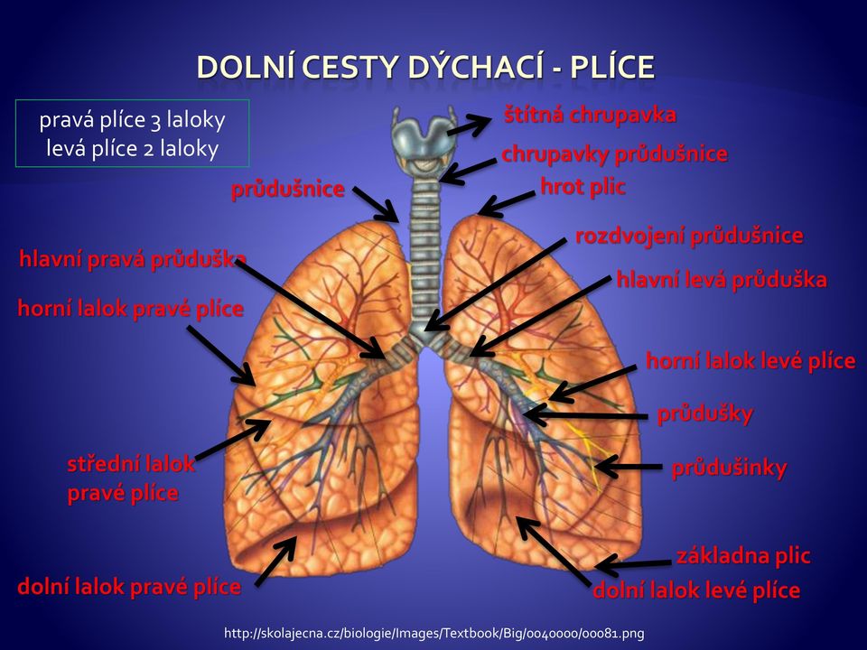 průduška horní lalok levé plíce průdušky střední lalok pravé plíce dolní lalok pravé plíce