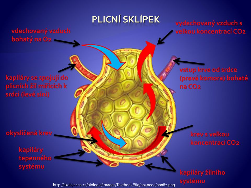 bohaté na CO2 okysličená krev kapiláry tepenného systému http://skolajecna.