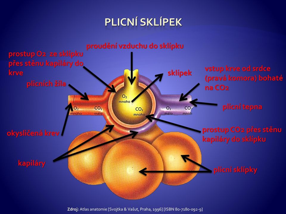 plicní tepna okysličená krev prostup CO2 přes stěnu kapiláry do sklípku