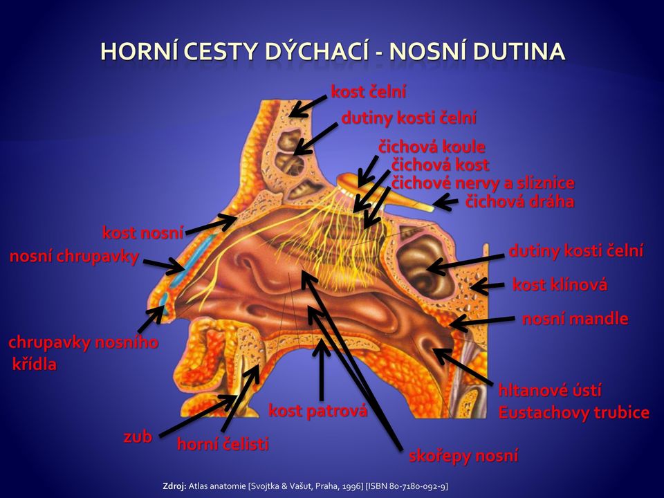 nosního křídla zub horní čelisti kost patrová skořepy nosní nosní mandle hltanové