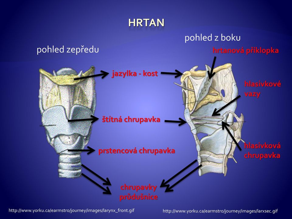 chrupavka chrupavky průdušnice http://www.yorku.