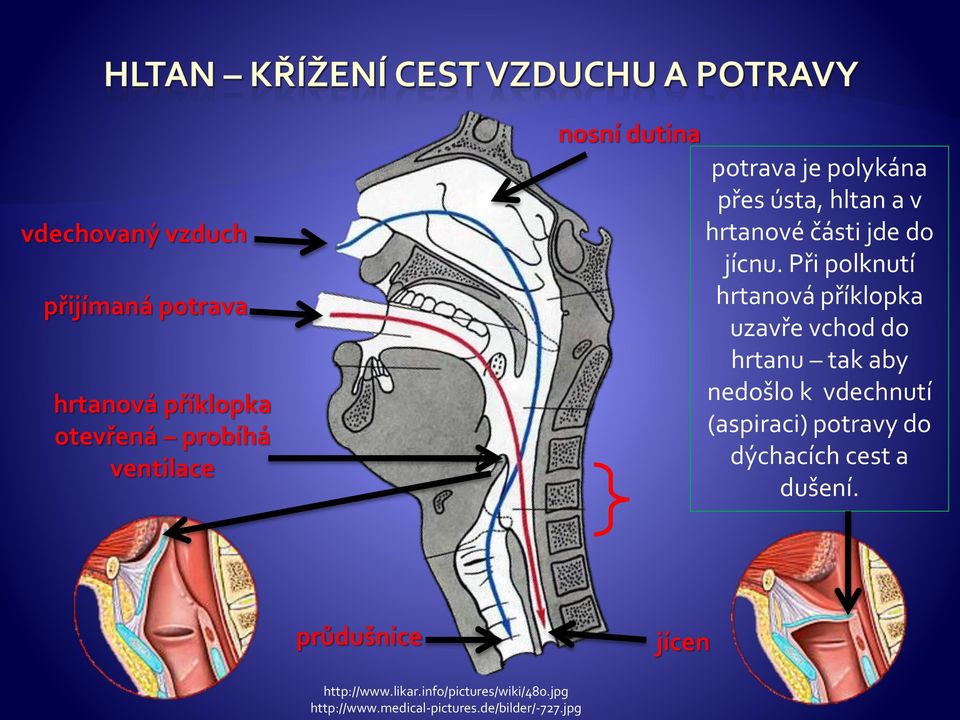 Při polknutí hrtanová příklopka uzavře vchod do hrtanu tak aby nedošlo k vdechnutí (aspiraci)