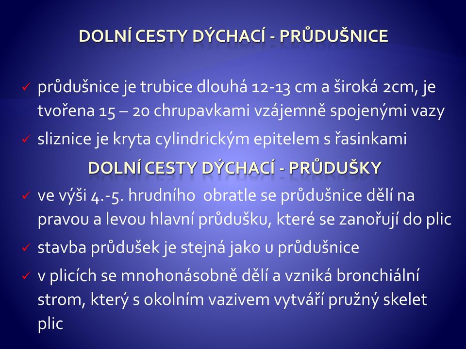 hrudního obratle se průdušnice dělí na pravou a levou hlavní průdušku, které se zanořují do plic stavba