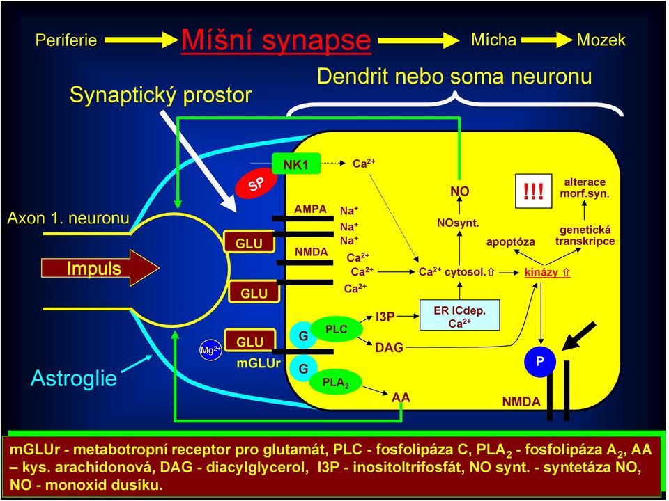 syn. genetická transkripce mglur mglur- -metabotropní metabotropníreceptor receptorpro proglutamát, PLC PLC --fosfolipáza fosfolipázac, C, PLA PLA 2 -fosfolipázaa 2,AA 2