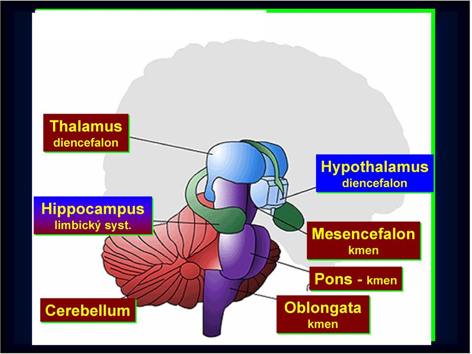 Cerebellum Hypothalamus