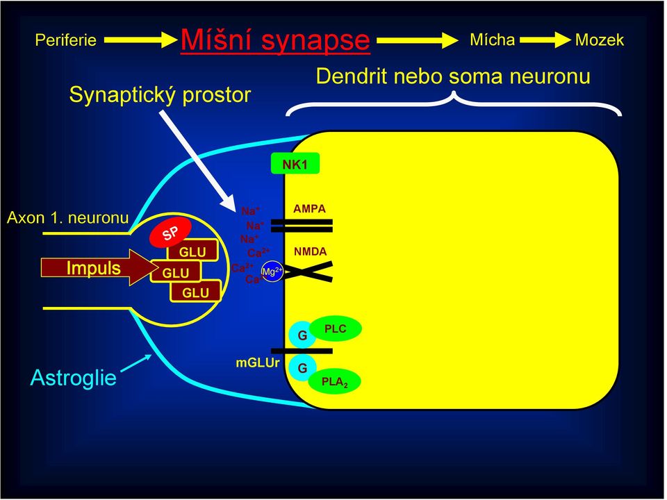 neuronu Impuls SP GLU GLU GLU Na + Na + Na + Ca 2+