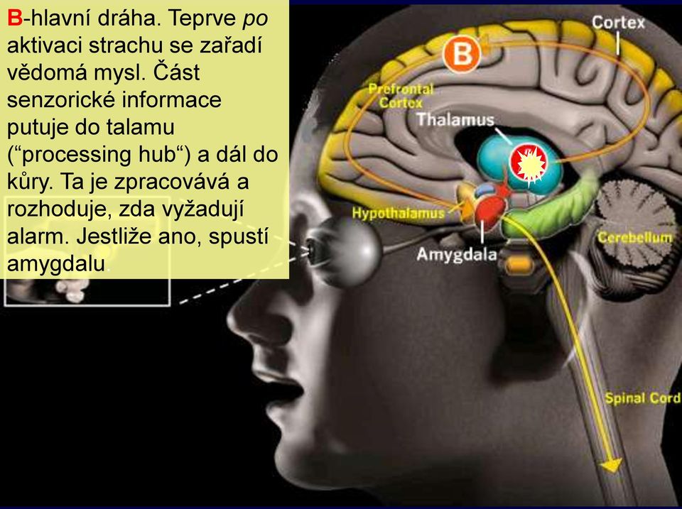 Část senzorické informace putuje do talamu ( processing