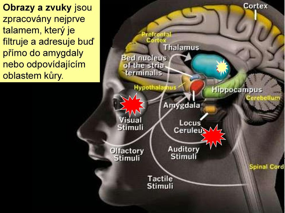 filtruje a adresuje buď přímo do