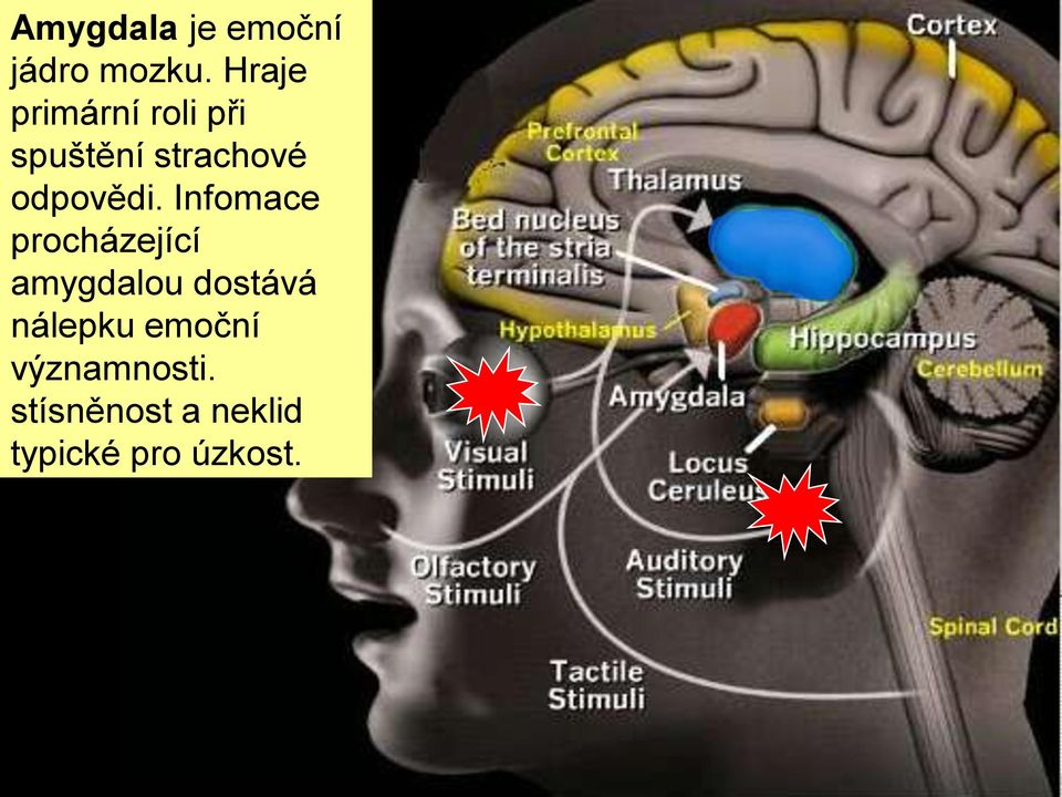 záchvaty iniciaci odpovědi.