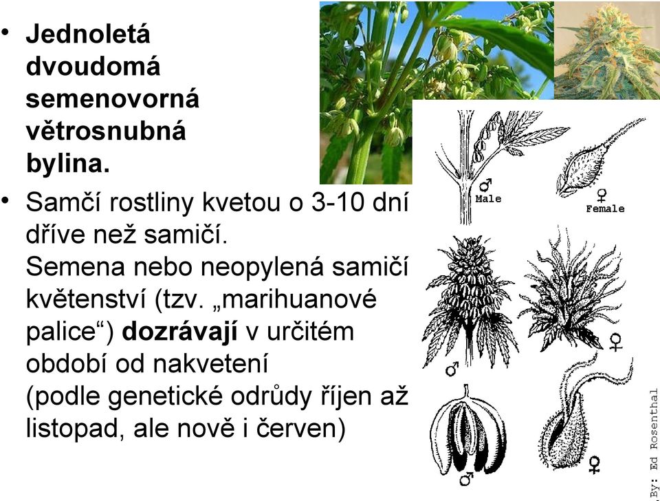 Semena nebo neopylená samičí květenství (tzv.