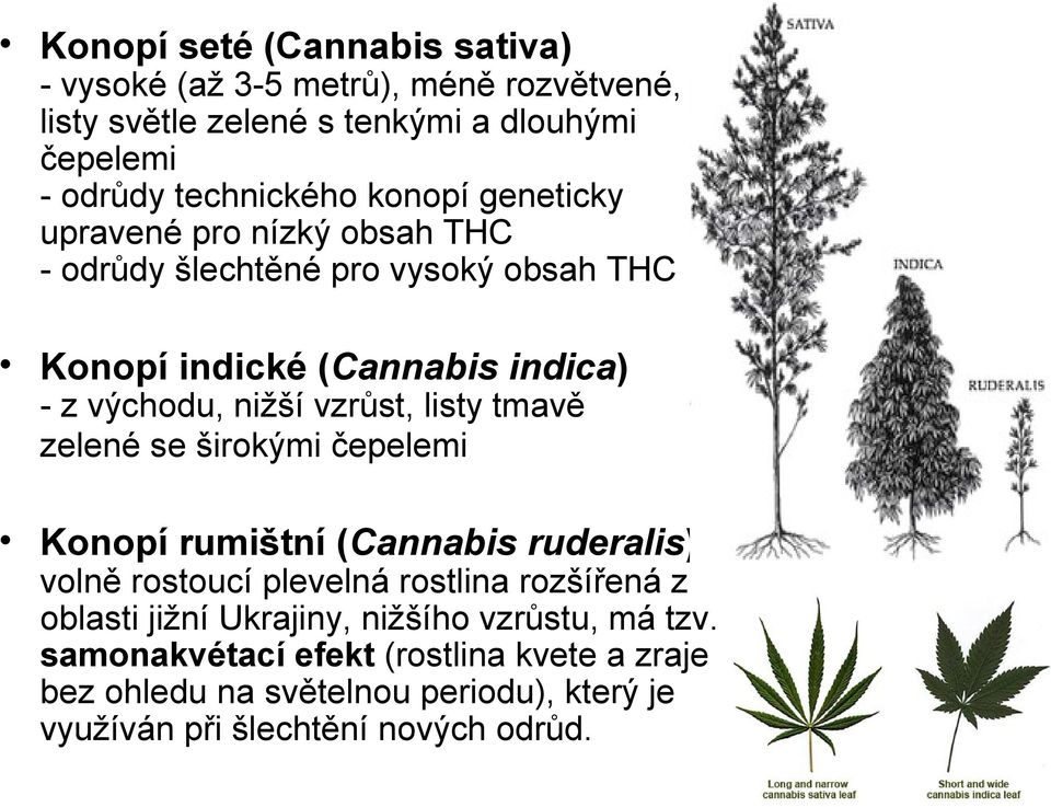 listy tmavě zelené se širokými čepelemi Konopí rumištní (Cannabis ruderalis) volně rostoucí plevelná rostlina rozšířená z oblasti jižní Ukrajiny,