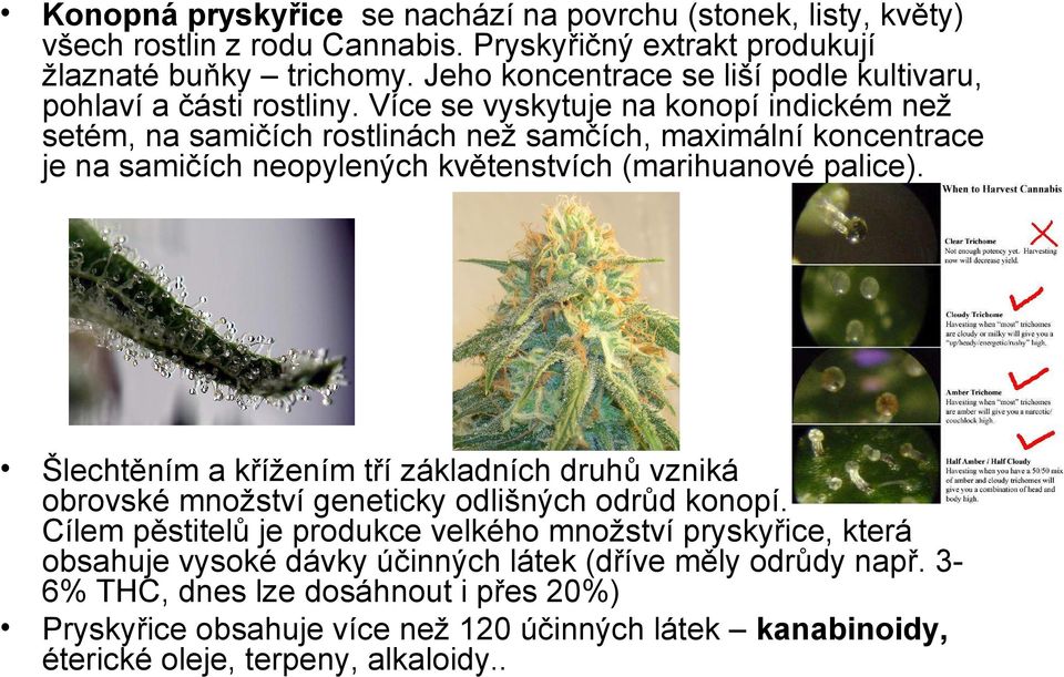 Více se vyskytuje na konopí indickém než setém, na samičích rostlinách než samčích, maximální koncentrace je na samičích neopylených květenstvích (marihuanové palice).