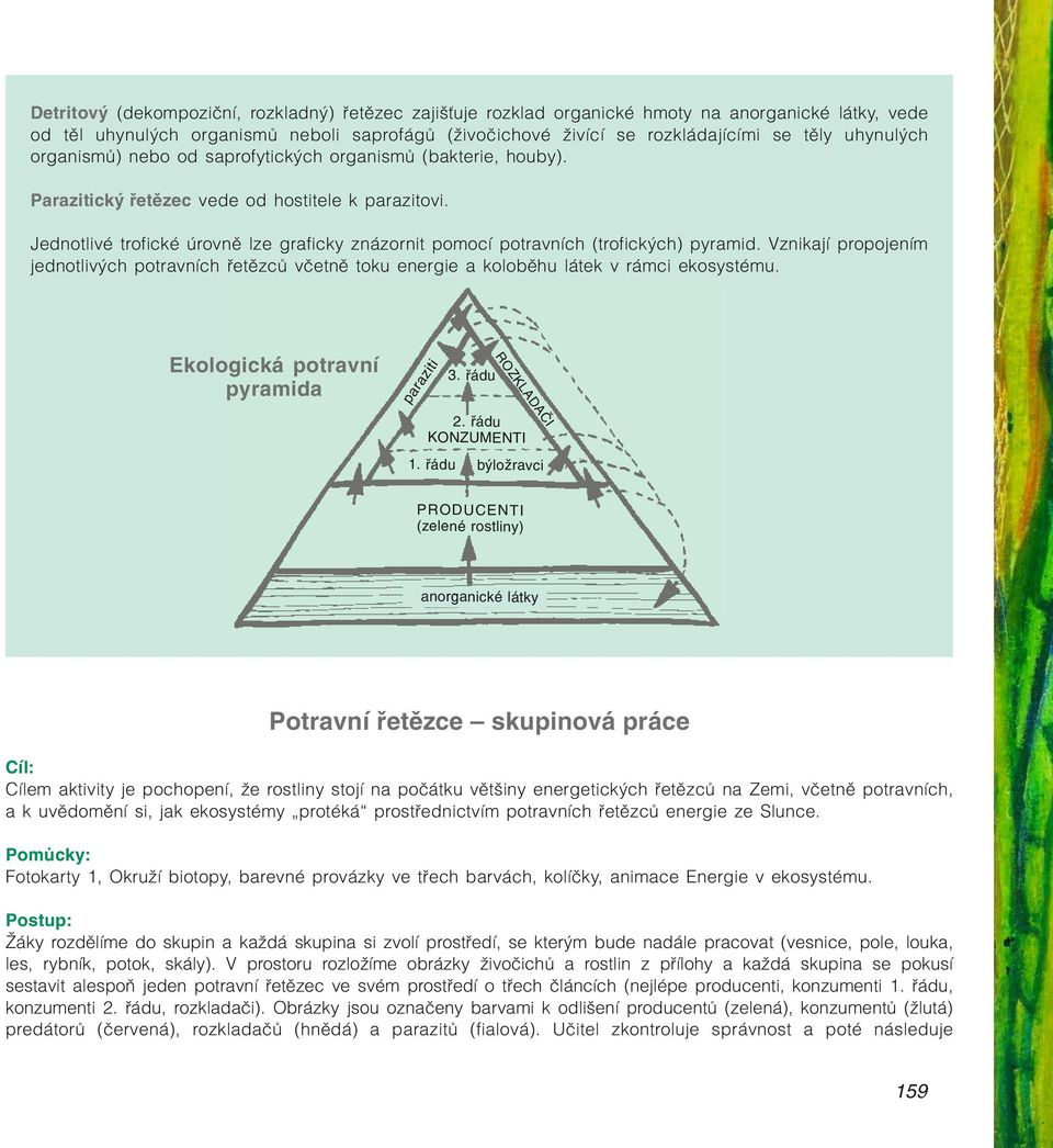 Jednotlivé trofické úrovně lze graficky znázornit pomocí potravních (trofických) pyramid. Vznikají propojením jednotlivých potravních řetězců včetně toku energie a koloběhu látek v rámci ekosystému.