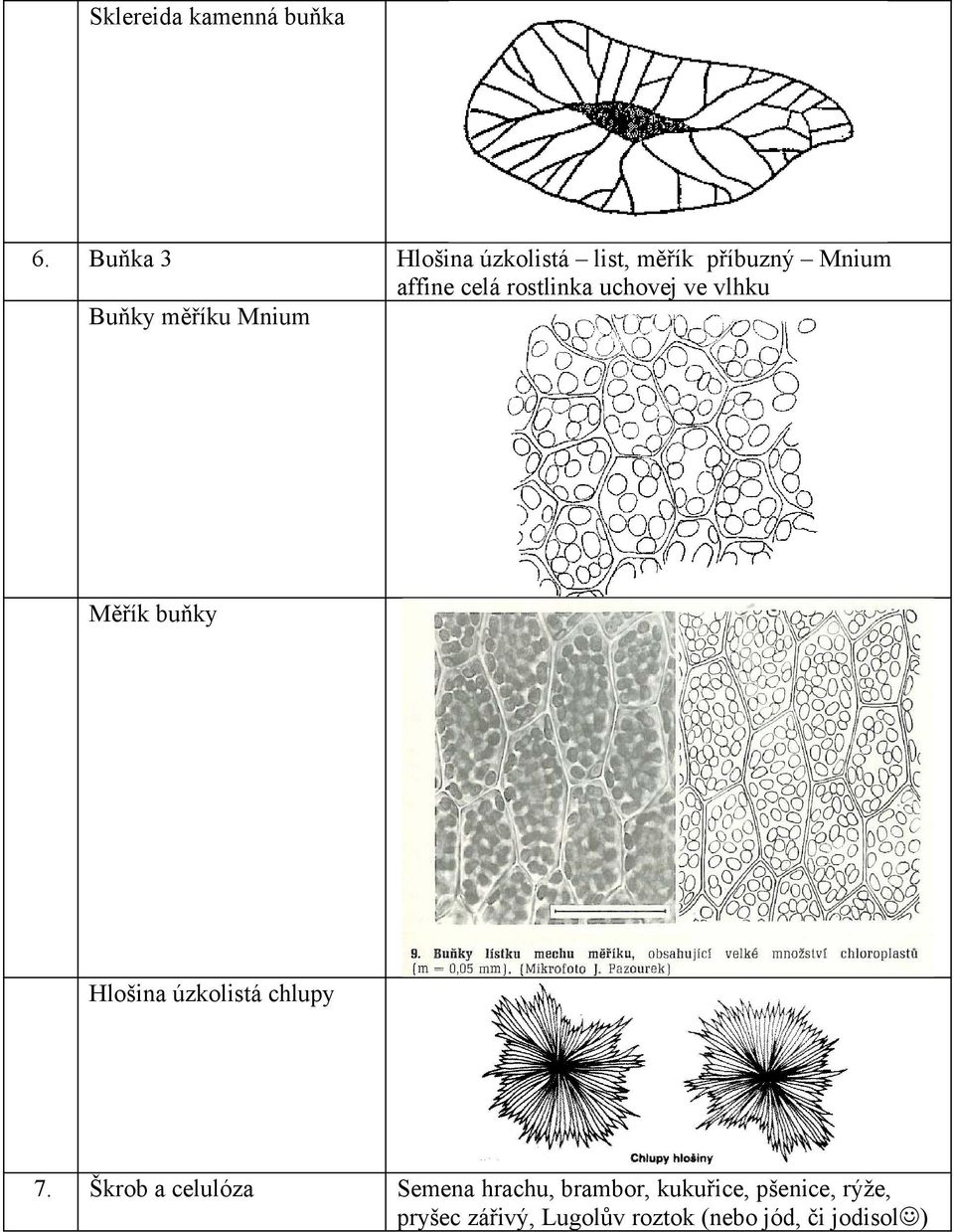 uchovej ve vlhku Buňky měříku Mnium Měřík buňky Hlošina úzkolistá chlupy 7.