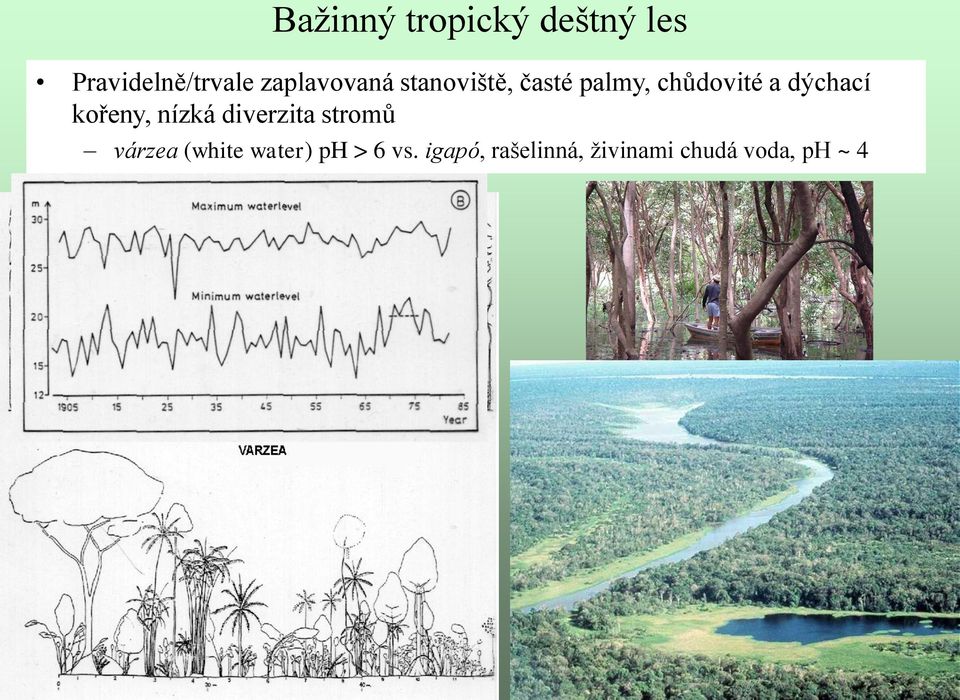 dýchací kořeny, nízká diverzita stromů várzea (white