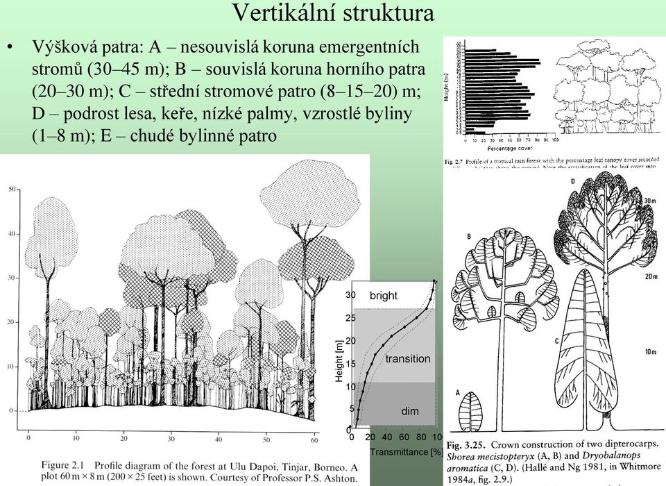 patro (8 15 20) m; D podrost lesa, keře, nízké palmy, vzrostlé byliny (1 8 m); E