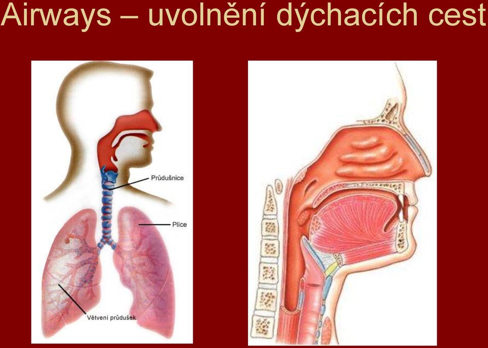 dýchacích