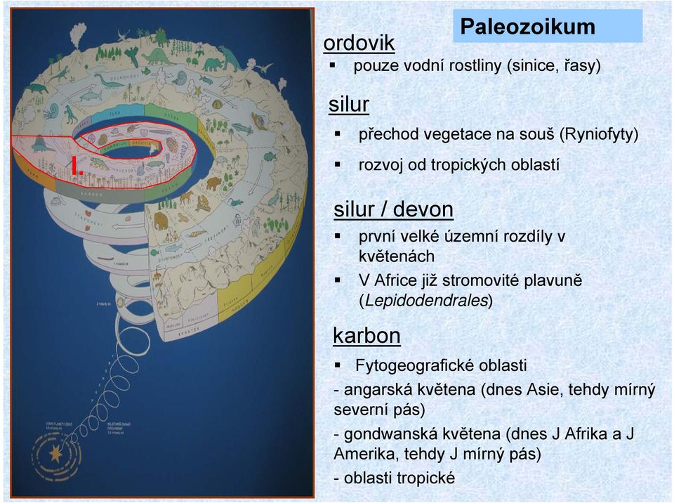 rozdíly v květenách V Africe již stromovité plavuně (Lepidodendrales) karbon Fytogeografické oblasti