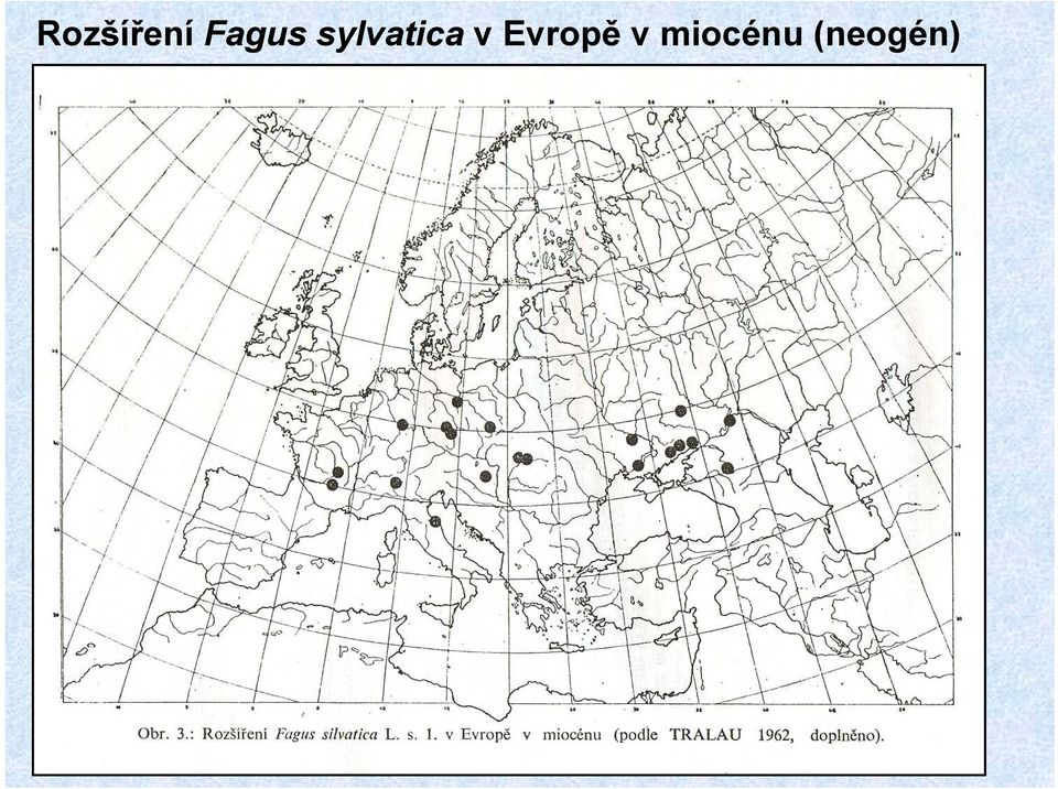 sylvatica v