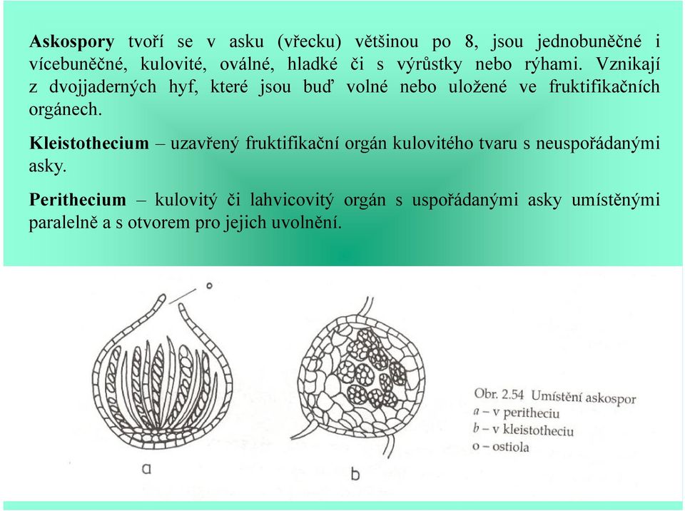 Vznikají z dvojjaderných hyf, které jsou buď volné nebo uložené ve fruktifikačních orgánech.