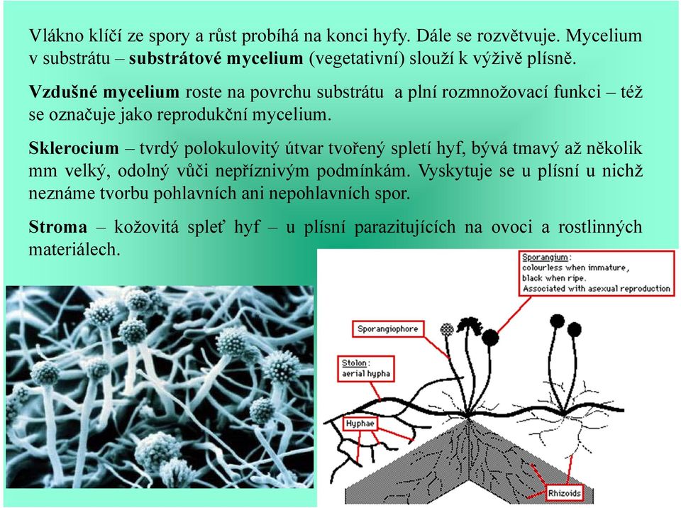 Vzdušné mycelium roste na povrchu substrátu a plní rozmnožovací funkci též se označuje jako reprodukční mycelium.