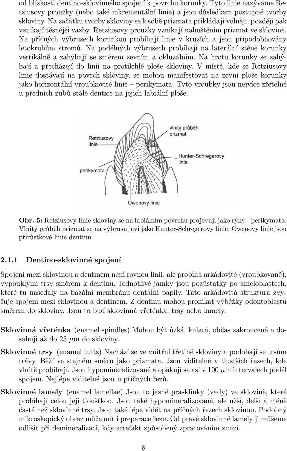 Na příčných výbrusech korunkou probíhají linie v kruzích a jsou připodobňovány letokruhům stromů.