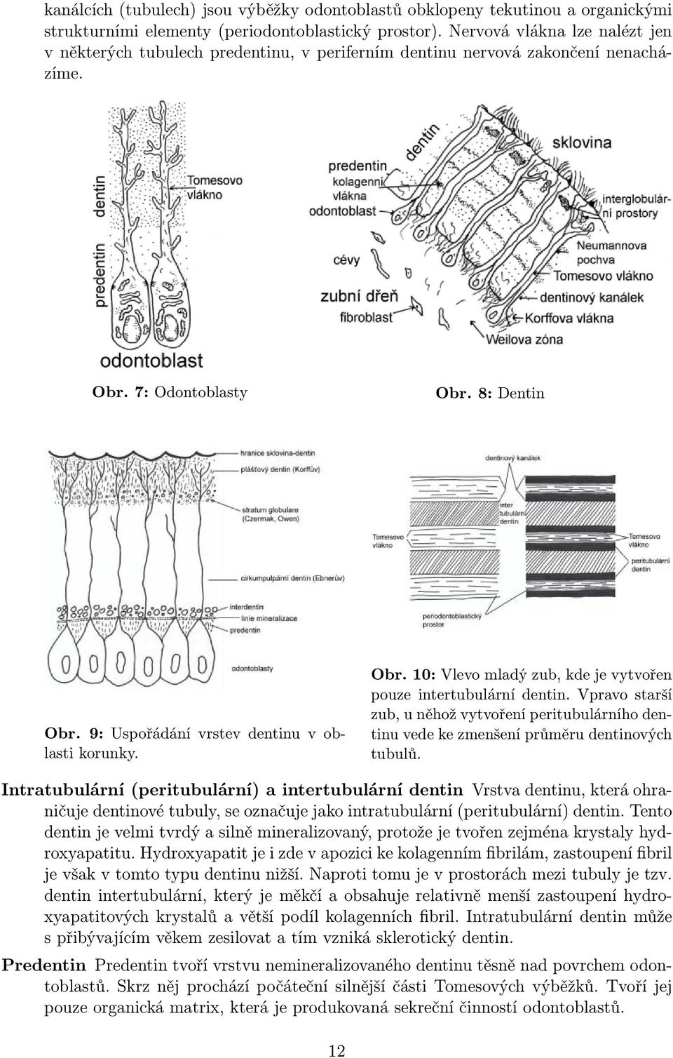 9: Uspořádání vrstev dentinu v oblasti korunky. Obr. 10: Vlevo mladý zub, kde je vytvořen pouze intertubulární dentin.