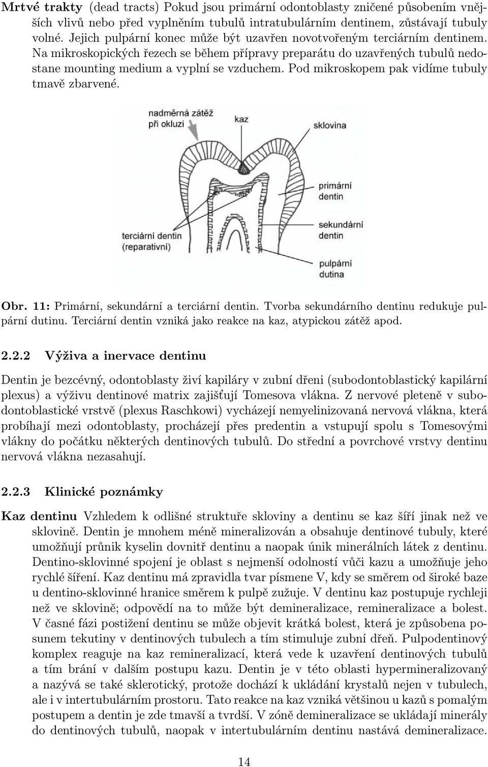 Pod mikroskopem pak vidíme tubuly tmavě zbarvené. Obr. 11: Primární, sekundární a terciární dentin. Tvorba sekundárního dentinu redukuje pulpární dutinu.