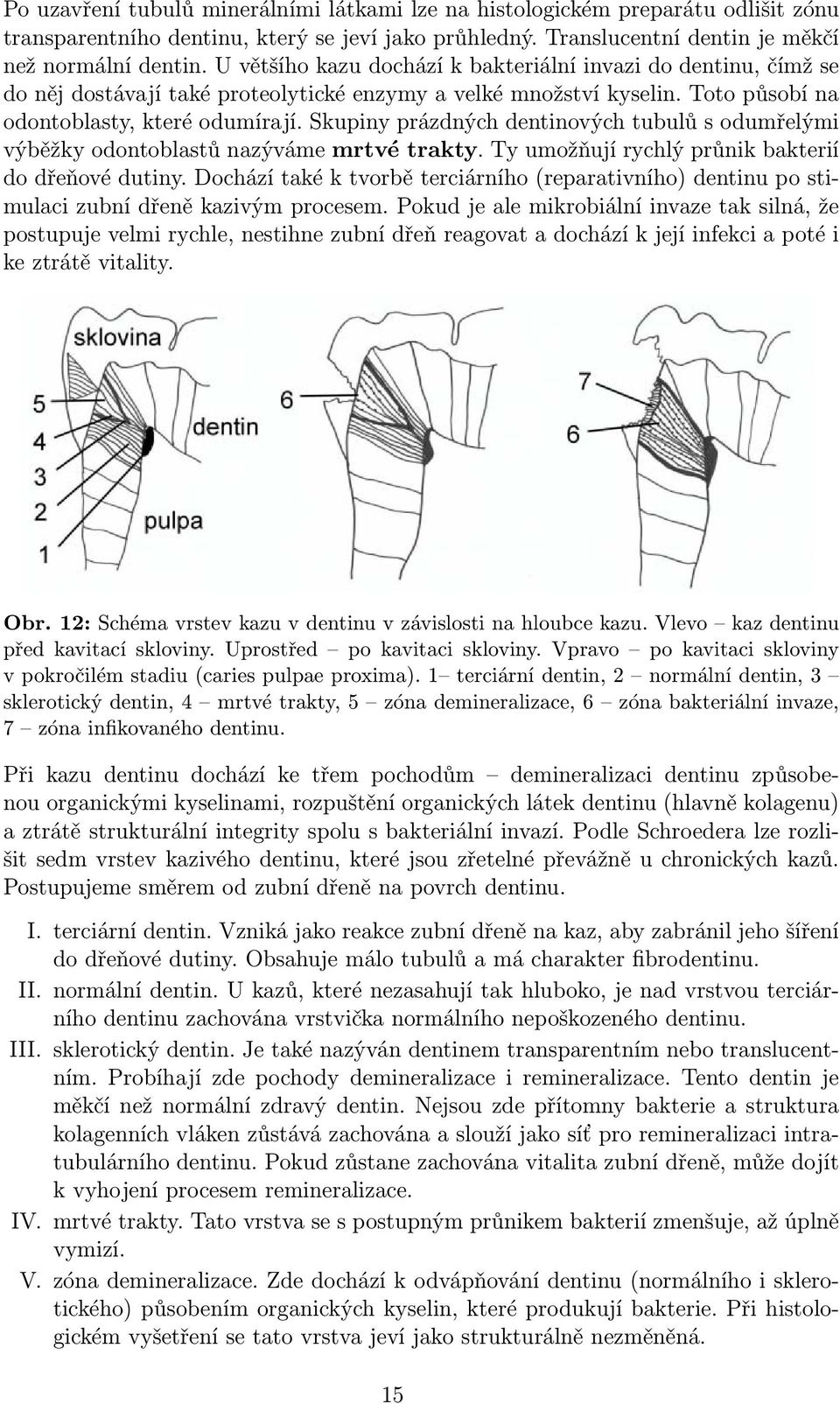 Skupiny prázdných dentinových tubulů s odumřelými výběžky odontoblastů nazýváme mrtvé trakty. Ty umožňují rychlý průnik bakterií do dřeňové dutiny.