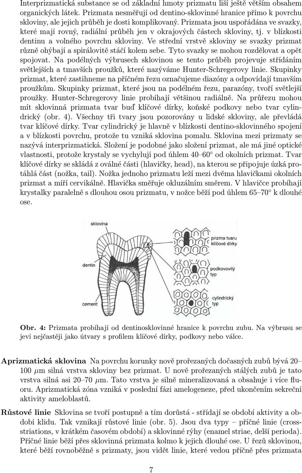 Prizmata jsou uspořádána ve svazky, které mají rovný, radiální průběh jen v okrajových částech skloviny, tj. v blízkosti dentinu a volného povrchu skloviny.