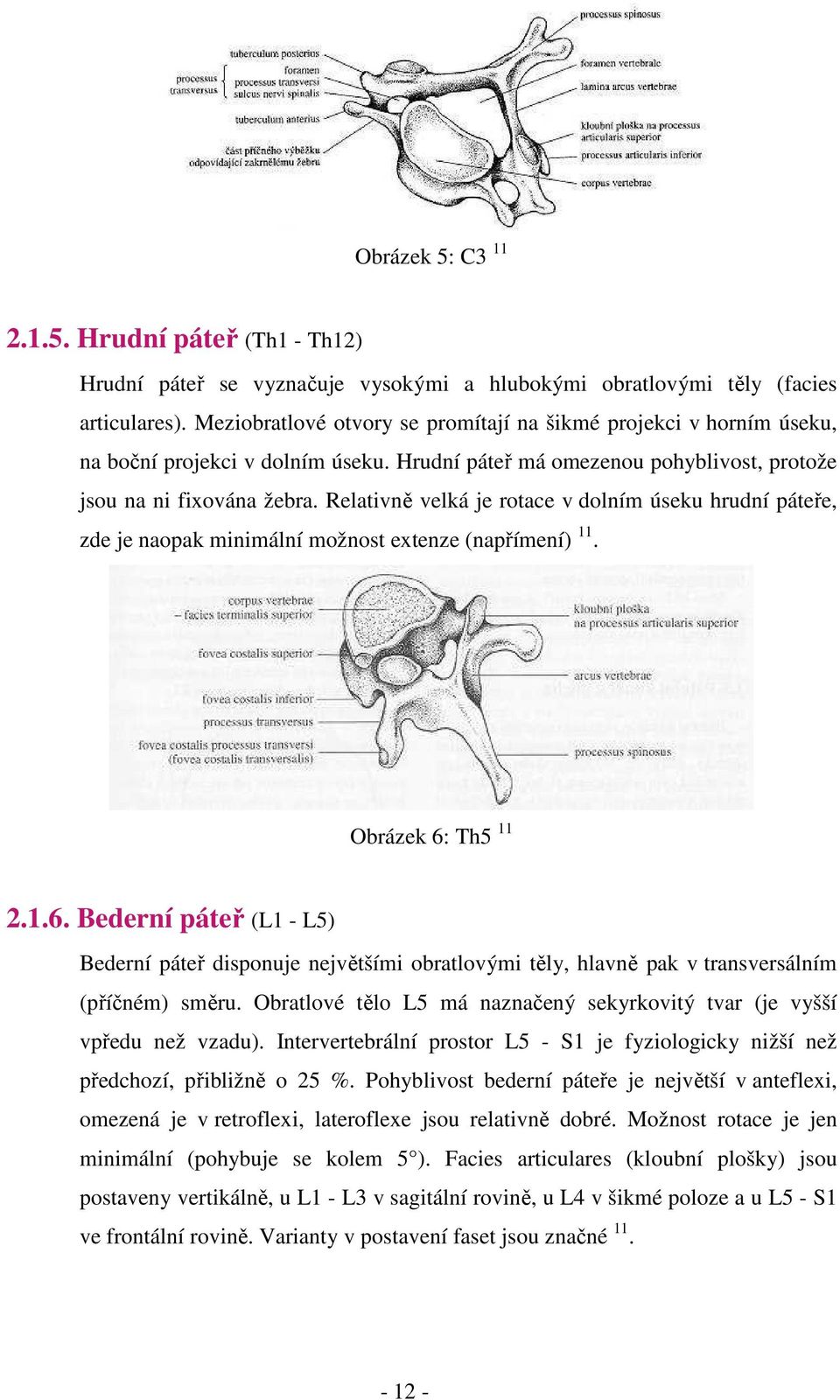 Relativně velká je rotace v dolním úseku hrudní páteře,...zde je naopak minimální možnost extenze (napřímení) 11. Obrázek 6: Th5 11 2.1.6. Bederní páteř (L1 - L5).