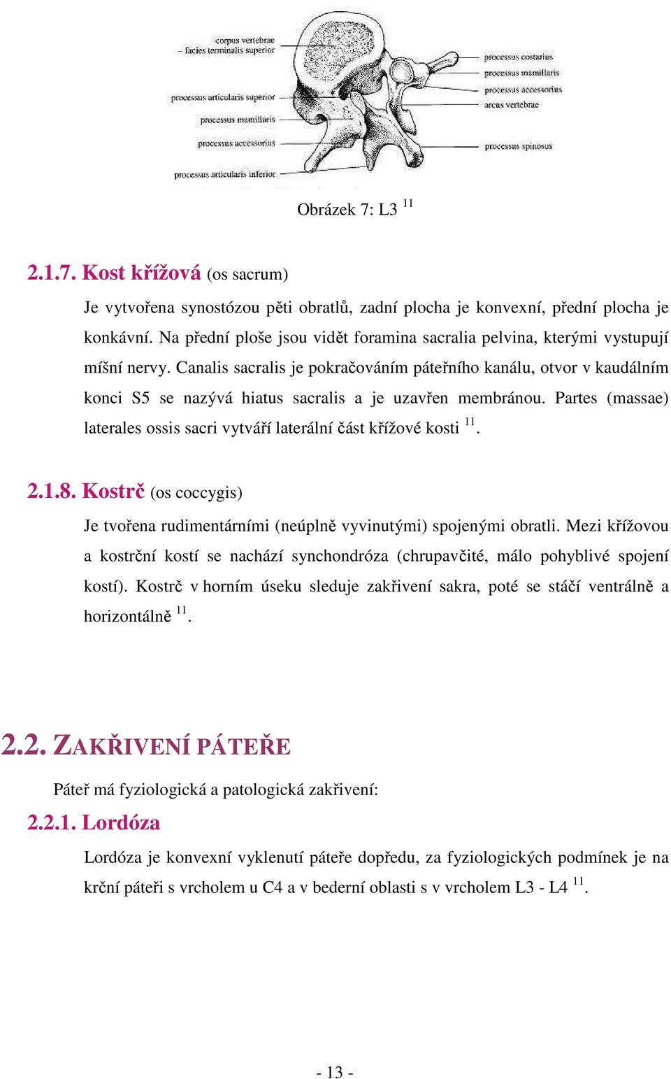 ..konci S5 se nazývá hiatus sacralis a je uzavřen membránou. Partes (massae)...laterales.ossis sacri vytváří laterální část křížové kosti 11. 2.1.8. Kostrč (os coccygis).