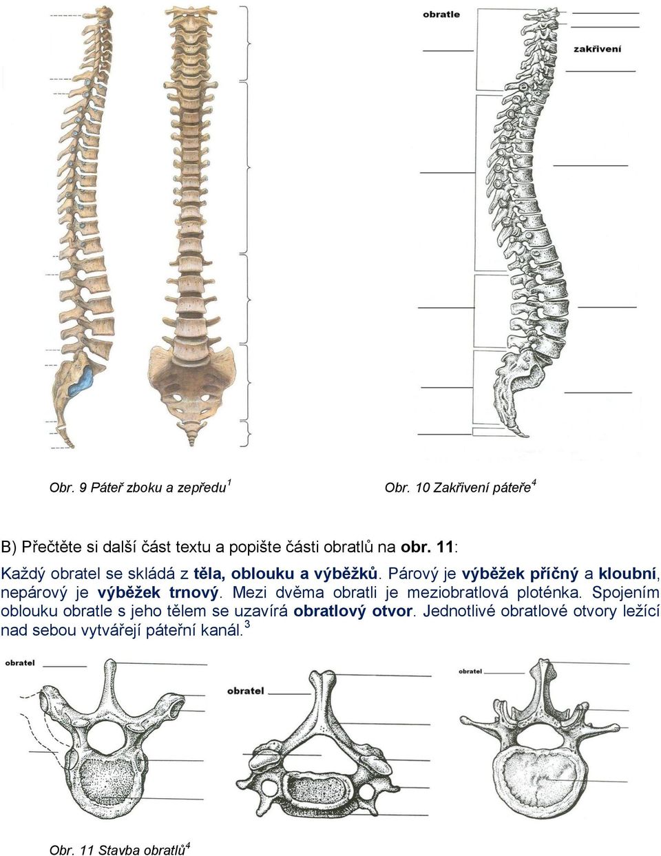 11: Každý obratel se skládá z těla, oblouku a výběžků.