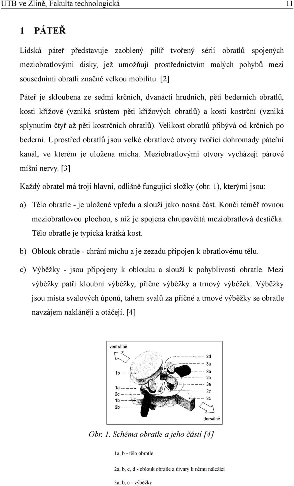 obratlů). Velikost obratlů přibývá od krčních po bederní. Uprostřed obratlů jsou velké obratlové otvory tvořící dohromady páteřní kanál, ve kterém je uložena mícha.