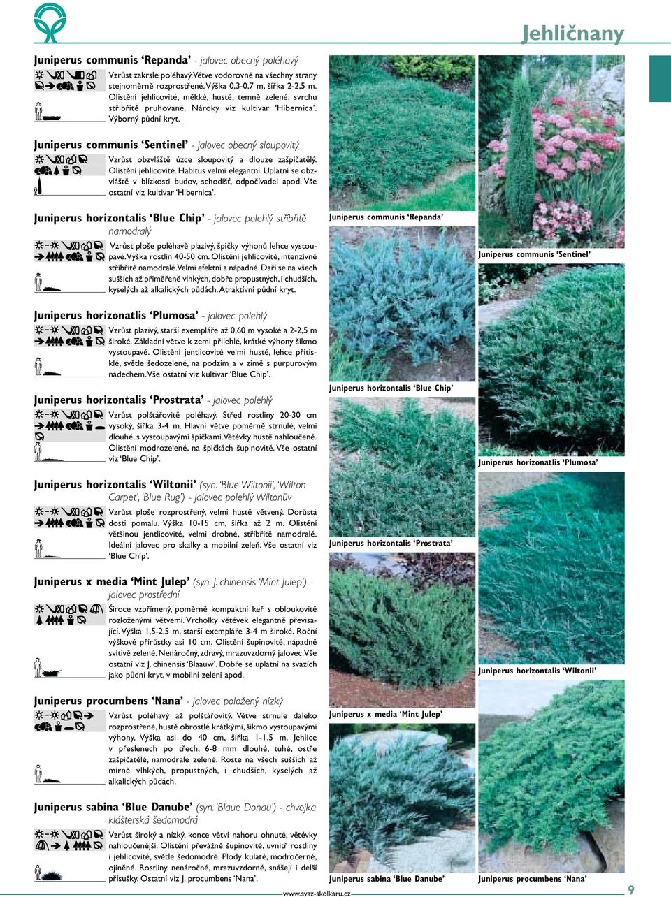 Juniperus communis Sentinel - jalovec obecný sloupovitý Vzrůst obzvláště úzce sloupovitý a dlouze zašpičatělý. Olistění jehlicovité. Habitus velmi elegantní.