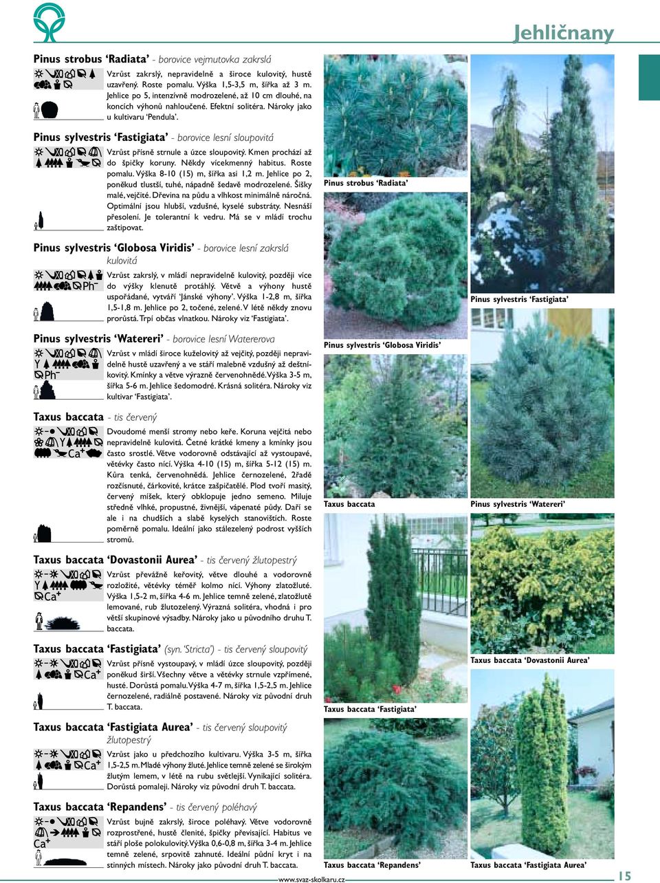 Pinus sylvestris Fastigiata - borovice lesní sloupovitá Vzrůst přísně strnule a úzce sloupovitý. Kmen prochází až do špičky koruny. Někdy vícekmenný habitus. Roste pomalu.