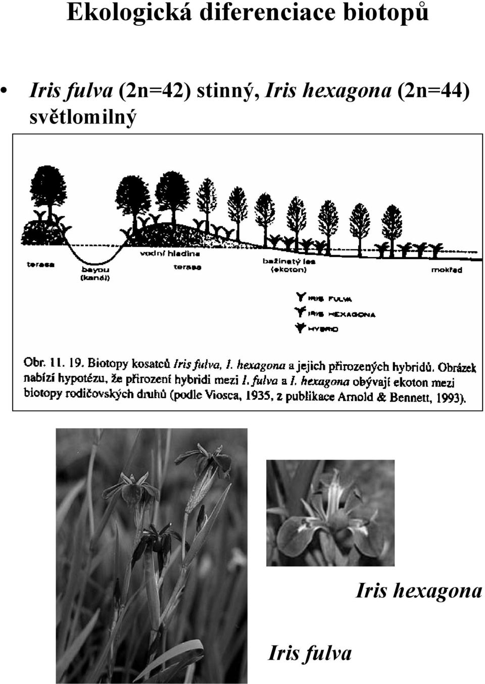 stinný, Iris hexagona (2n=44)