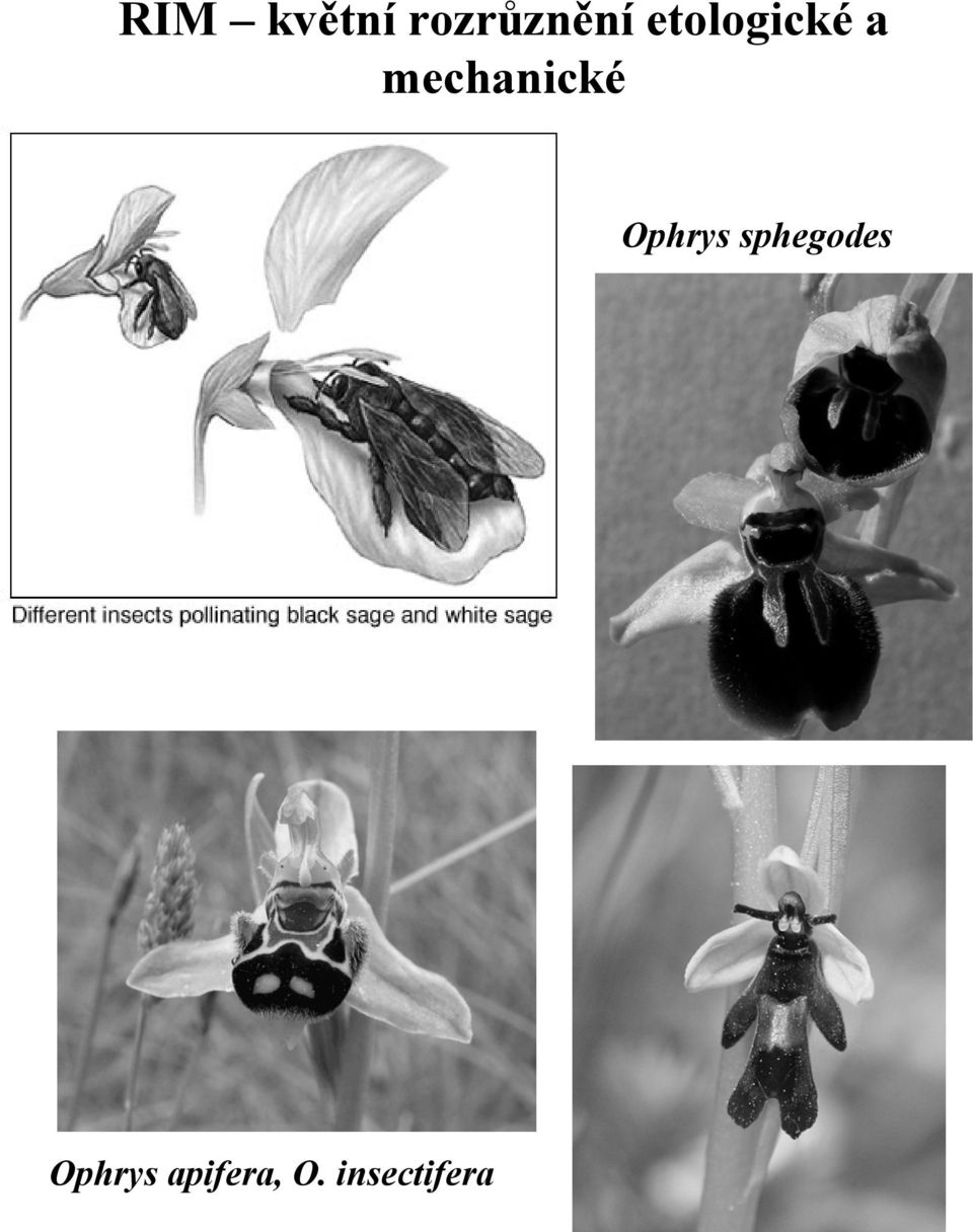 Ophrys sphegodes Ophrys