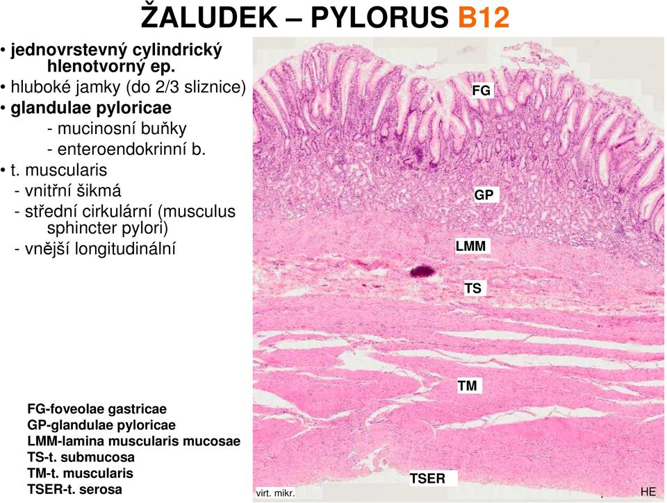 muscularis - vnitřní šikmá - střední cirkulární (musculus sphincter pylori) - vnější longitudinální