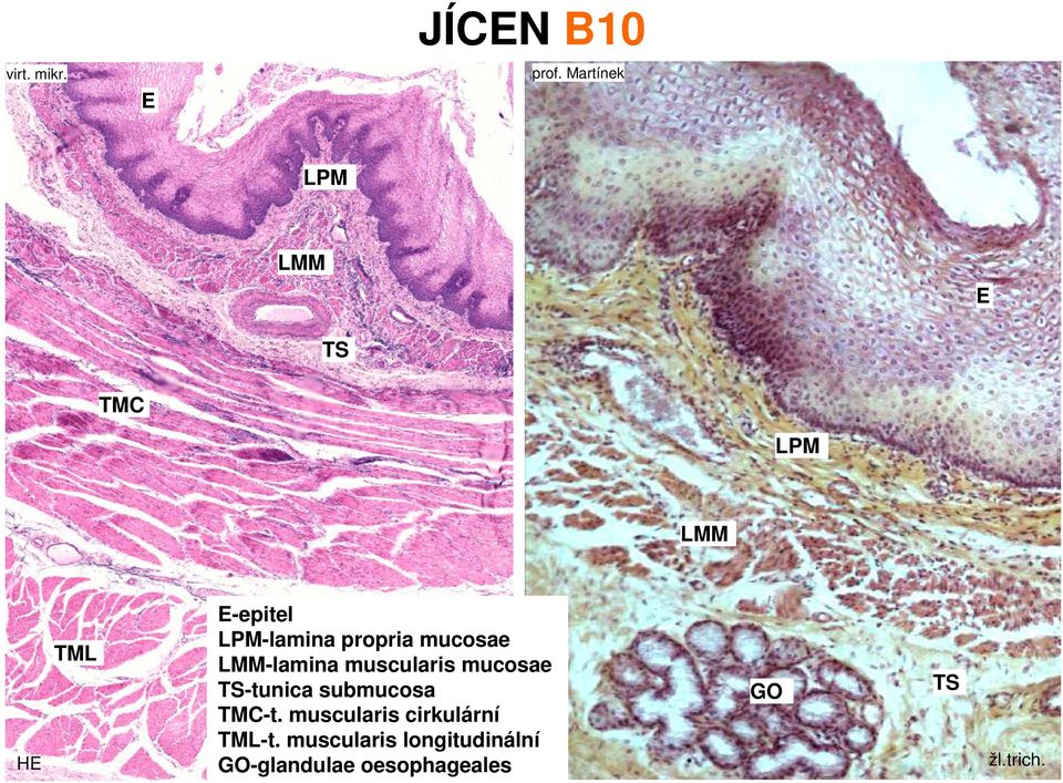 propria mucosae LMM-lamina muscularis mucosae TS-tunica submucosa