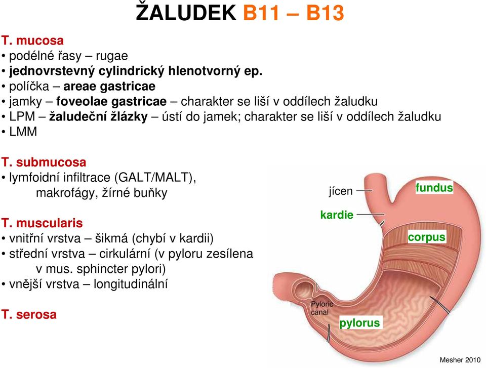 se liší v oddílech žaludku LMM T. submucosa lymfoidní infiltrace (GALT/MALT), makrofágy, žírné buňky T.