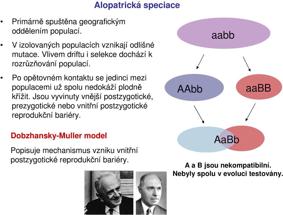 Vznik hybridních zón.