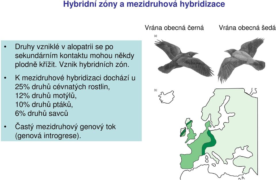 vyšší genetickou divergenci u