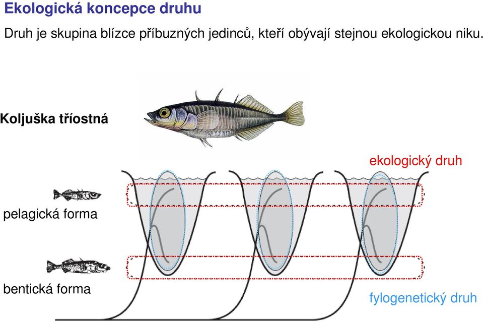 stejnou ekologickou niku.