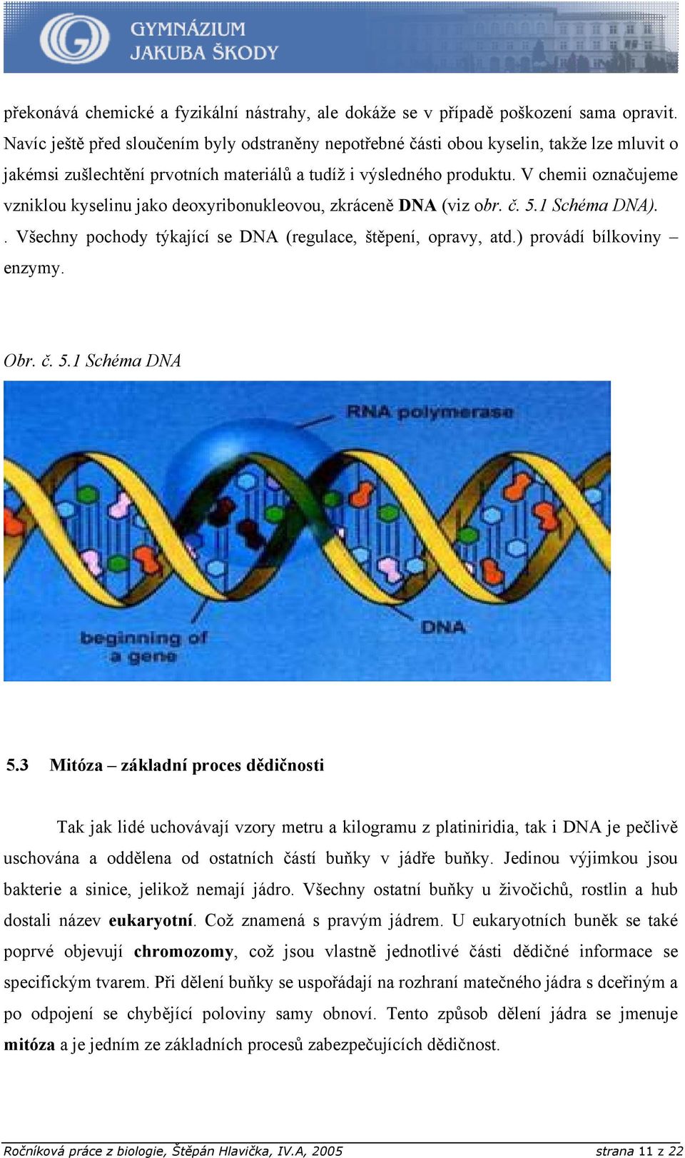 V chemii označujeme vzniklou kyselinu jako deoxyribonukleovou, zkráceně DNA (viz obr. č. 5.1 Schéma DNA).. Všechny pochody týkající se DNA (regulace, štěpení, opravy, atd.) provádí bílkoviny enzymy.