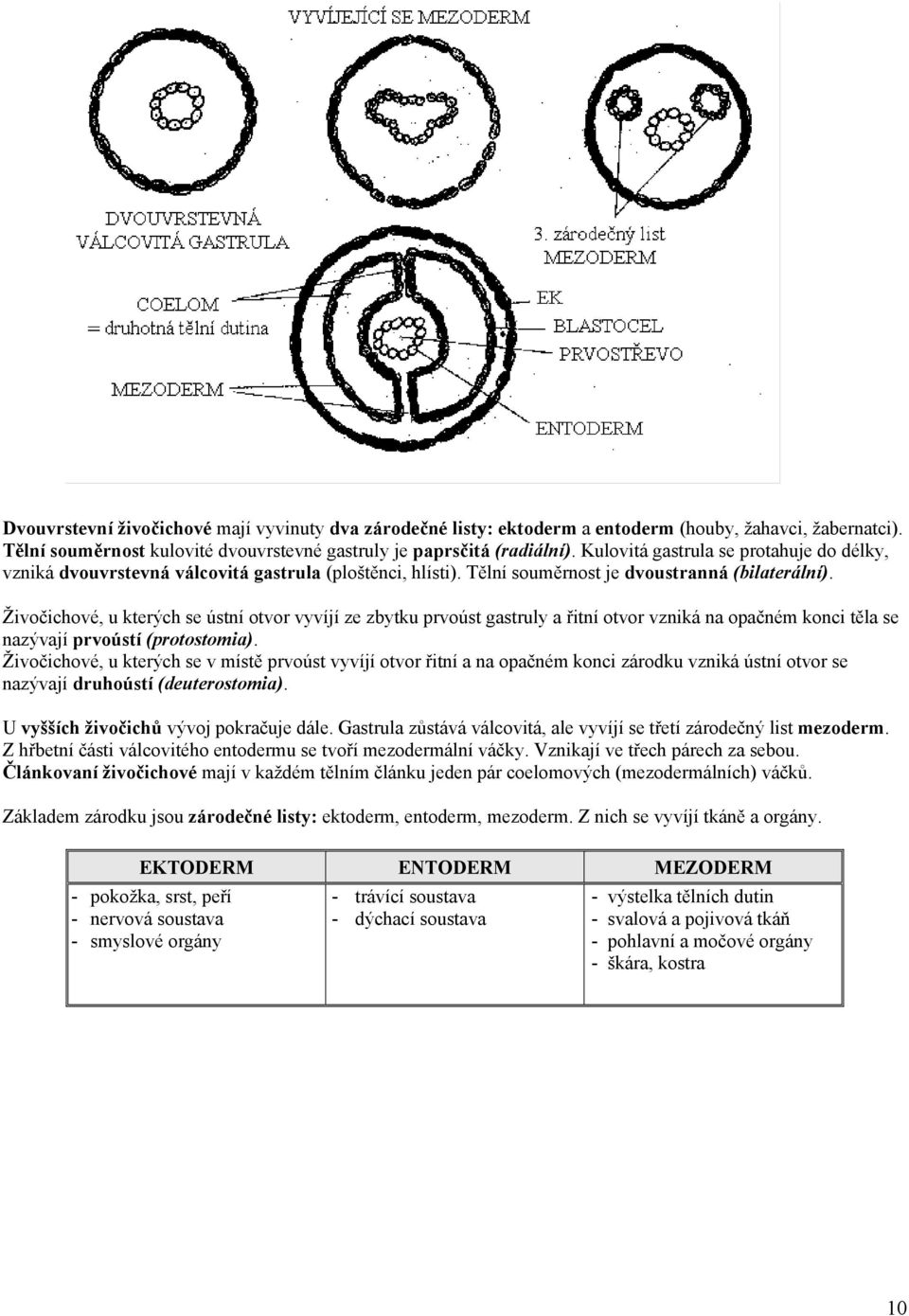 Živočichové, u kterých se ústní otvor vyvíjí ze zbytku prvoúst gastruly a řitní otvor vzniká na opačném konci těla se nazývají prvoústí (protostomia).