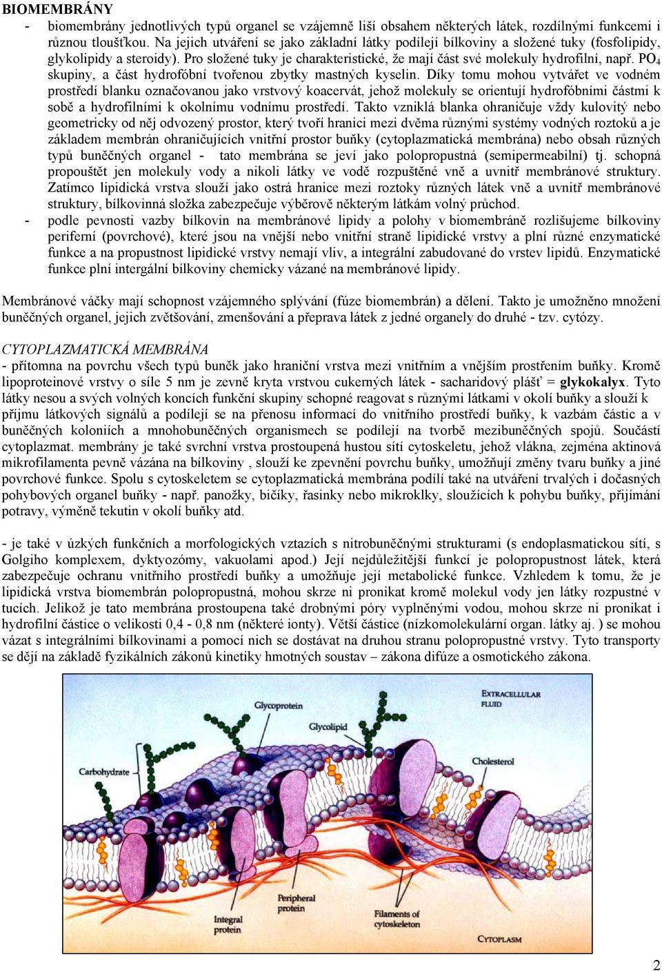 PO 4 skupiny, a část hydrofóbní tvořenou zbytky mastných kyselin.