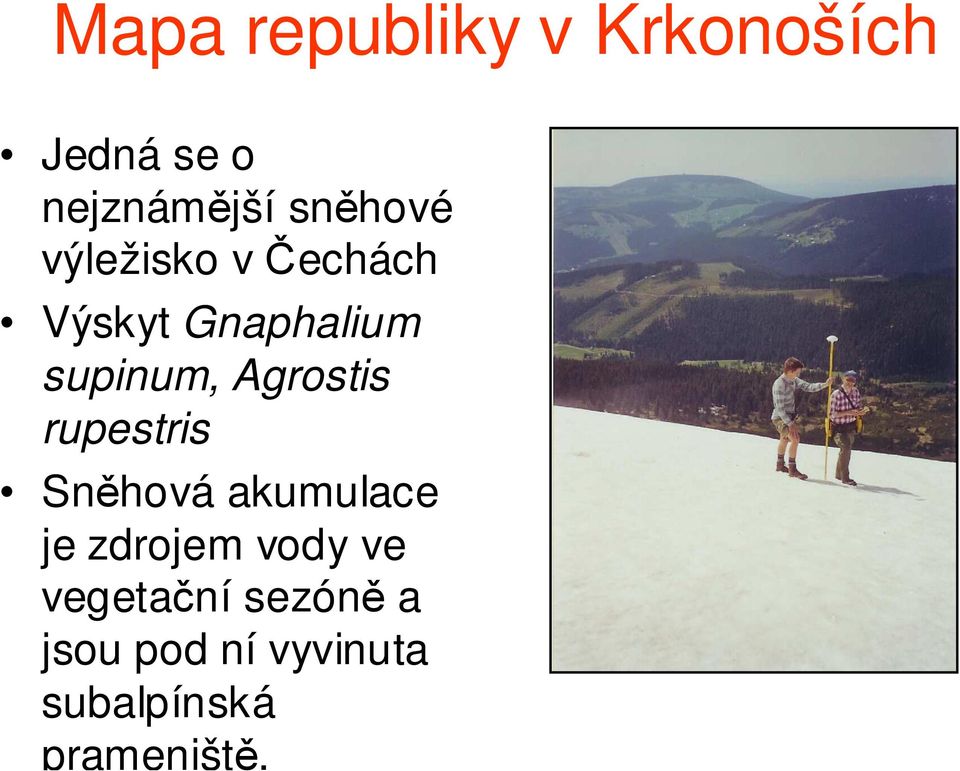 Agrostis rupestris Sněhová akumulace je zdrojem vody ve