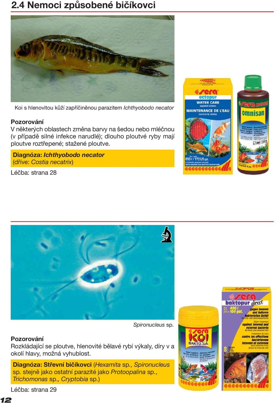 Diagnóza: Ichthyobodo necator (dříve: Costia necatrix) Léčba: strana 28 12 Rozkládající se ploutve, hlenovité bělavé rybí výkaly, díry v a okolí