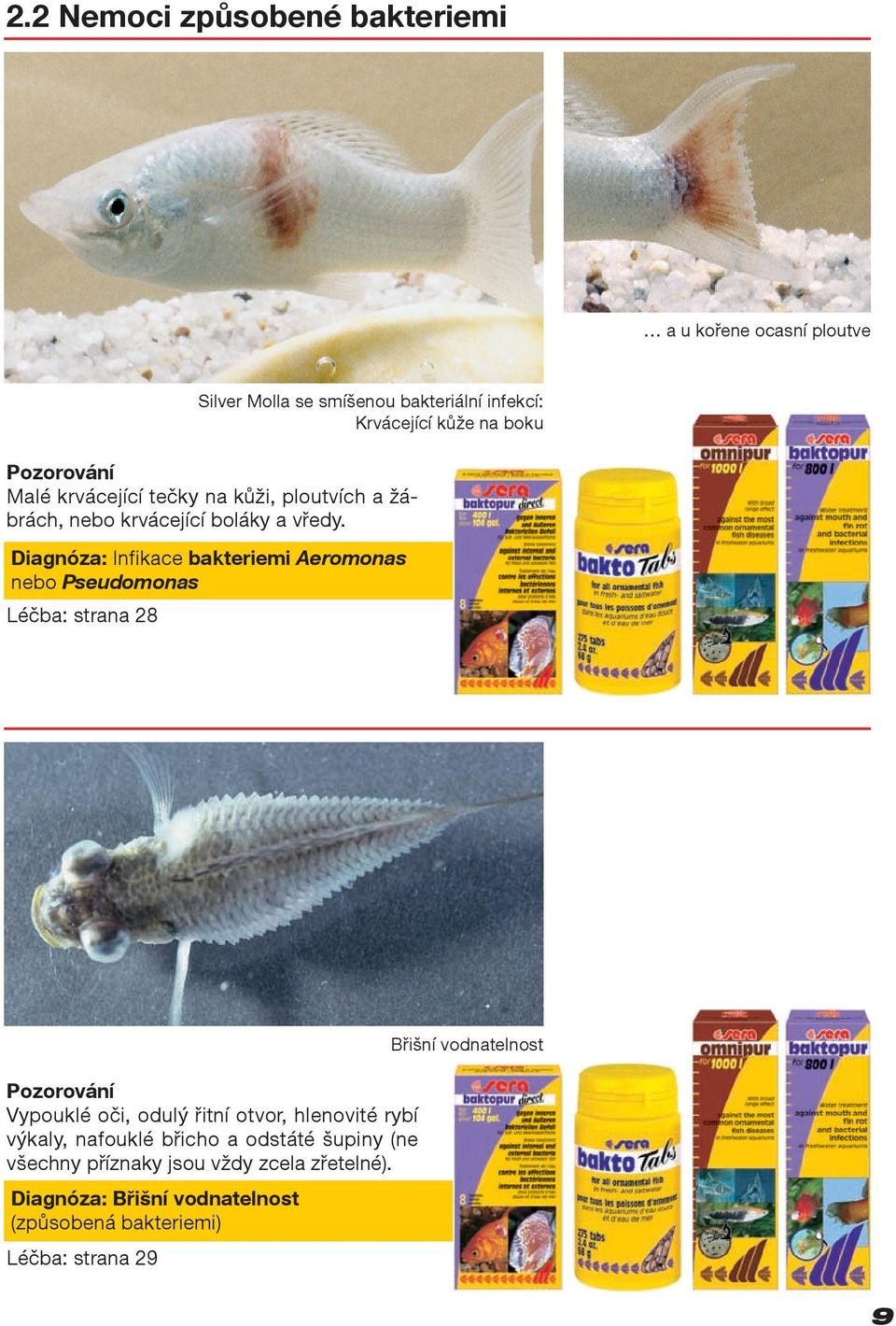 Diagnóza: Infikace bakteriemi Aeromonas nebo Pseudomonas Léčba: strana 28 Silver Molla se smíšenou bakteriální infekcí: